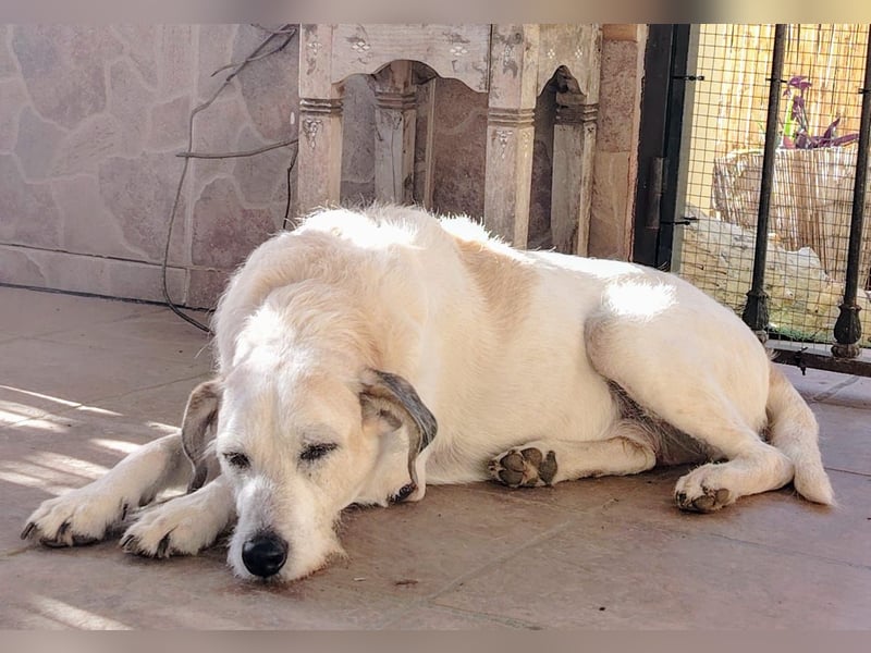 BUDDY – der liebenswerte Senior mit einem großen Herzen BUDDY – der liebenswerte Senior mit einem großen Herzen