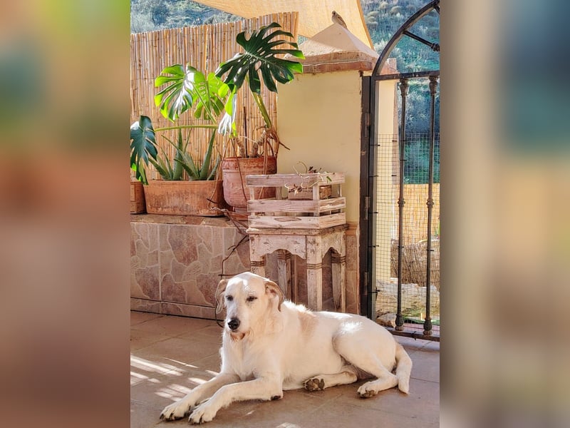 BUDDY – der liebenswerte Senior mit einem großen Herzen BUDDY – der liebenswerte Senior mit einem großen Herzen