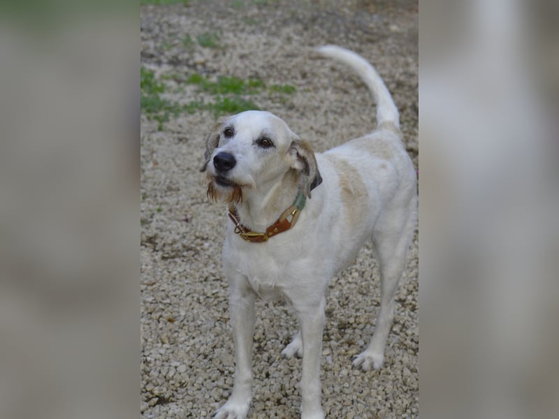 BUDDY – der liebenswerte Senior mit einem großen Herzen BUDDY – der liebenswerte Senior mit einem großen Herzen
