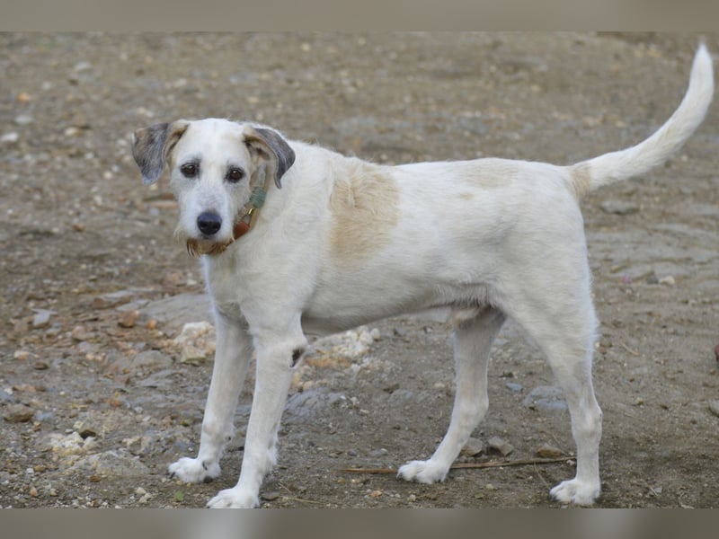 BUDDY – der liebenswerte Senior mit einem großen Herzen BUDDY – der liebenswerte Senior mit einem großen Herzen