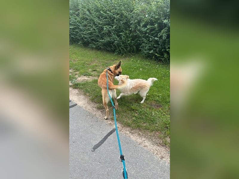 Tyson - Labrador Malinois Mischling