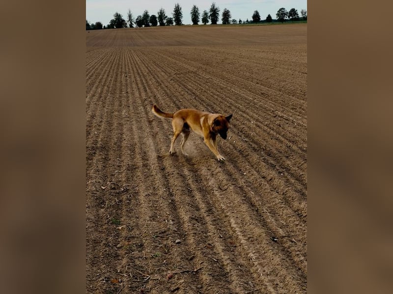Tyson - Labrador Malinois Mischling