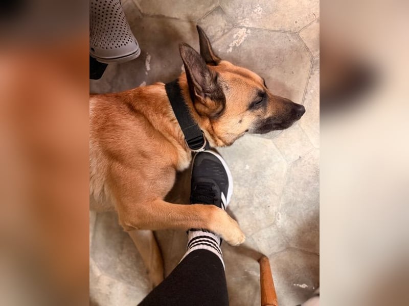 Tyson - Labrador Malinois Mischling