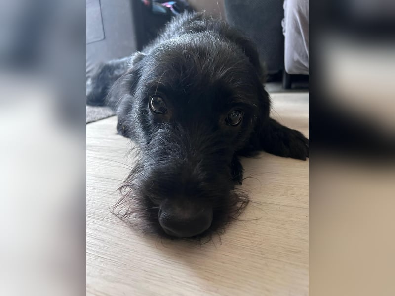 Elly in 21682  - 2,5 Jahre junge Labrador-Schnauzer-Mischlingshündin