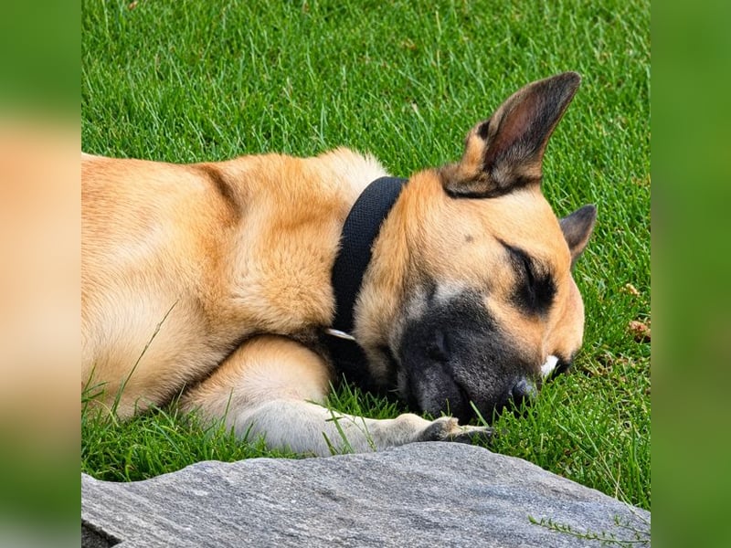 Tyson - Labrador Malinois Mischling