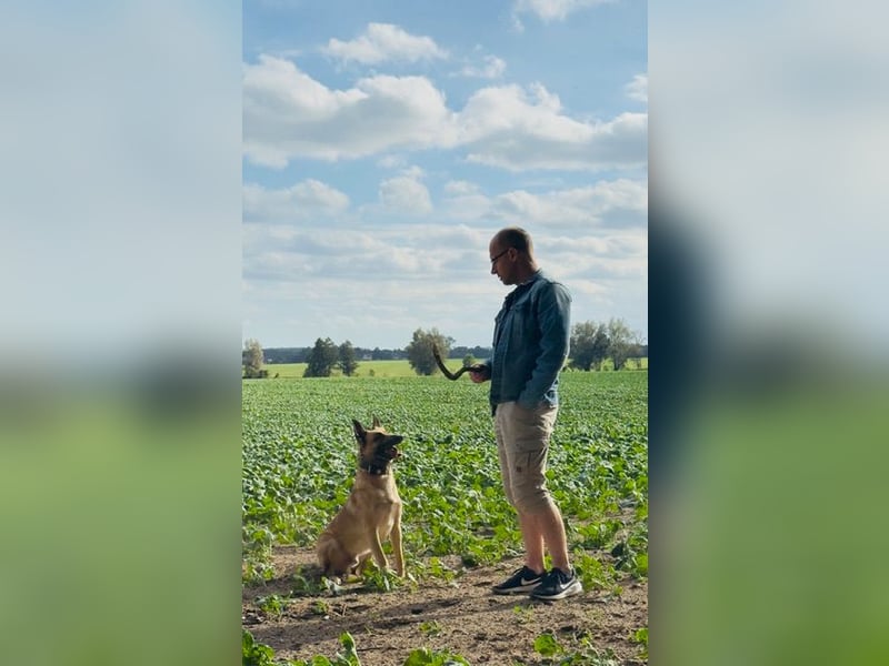 Tyson - Labrador Malinois Mischling