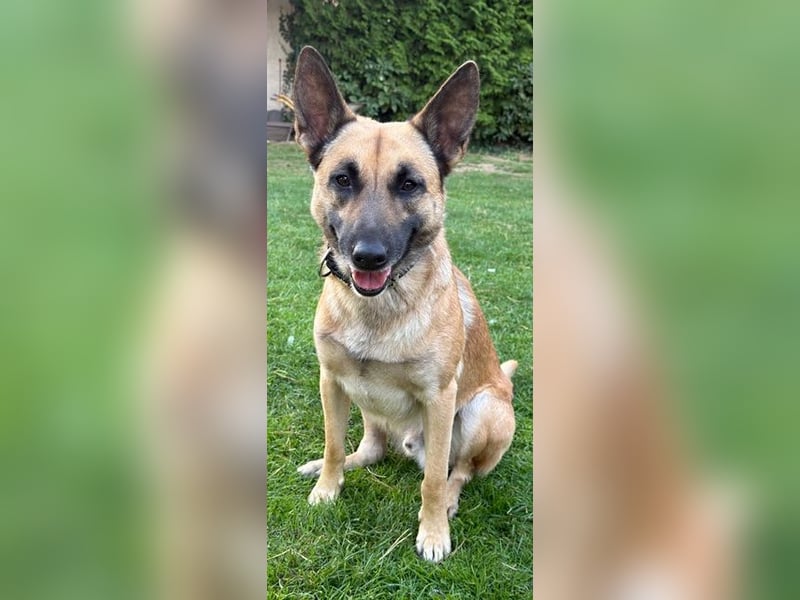 Tyson - Labrador Malinois Mischling