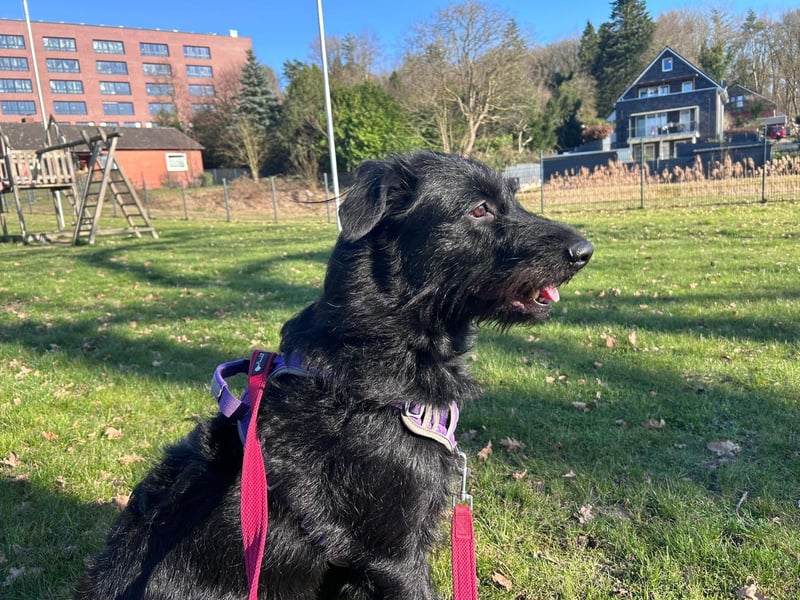 Elly in 21682  - 2,5 Jahre junge Labrador-Schnauzer-Mischlingshündin