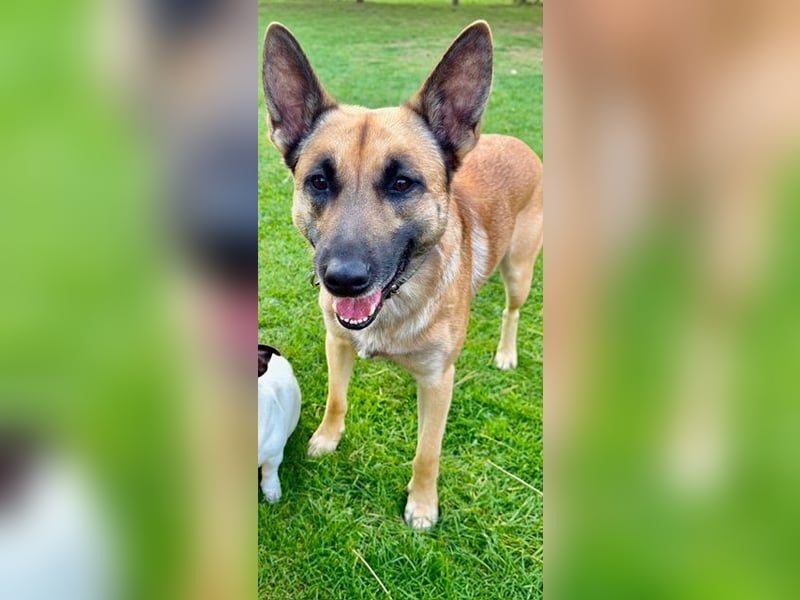 Tyson - Labrador Malinois Mischling