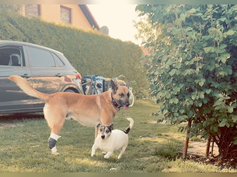 Tyson - Labrador Malinois Mischling