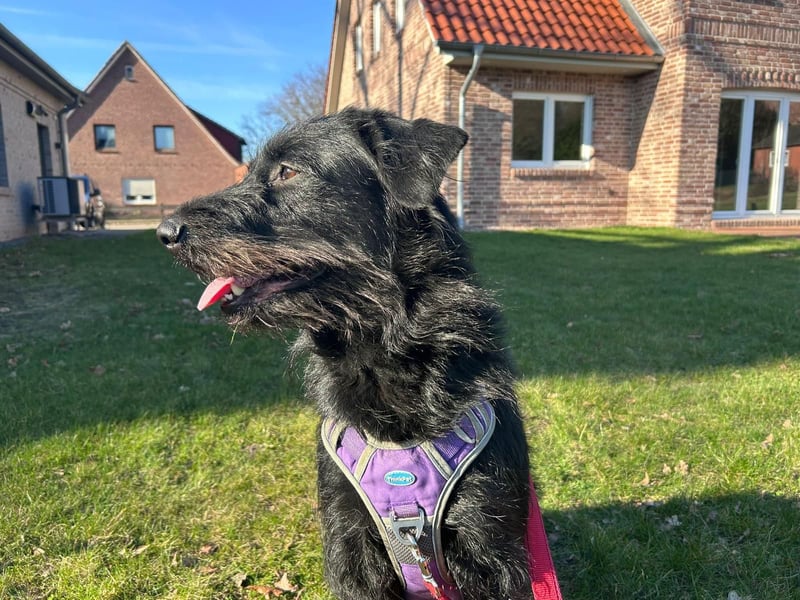 Elly in 21682  - 2,5 Jahre junge Labrador-Schnauzer-Mischlingshündin