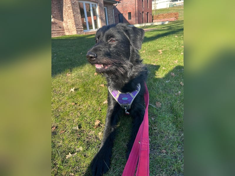 Elly in 21682  - 2,5 Jahre junge Labrador-Schnauzer-Mischlingshündin