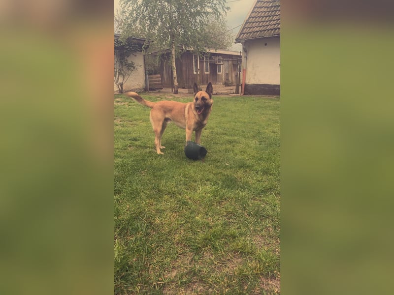 Tyson - Labrador Malinois Mischling