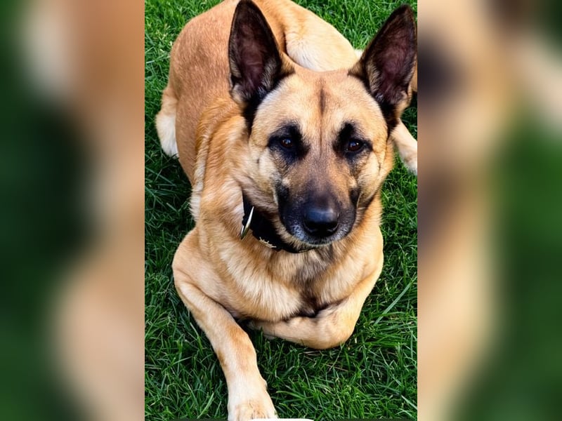 Tyson - Labrador Malinois Mischling