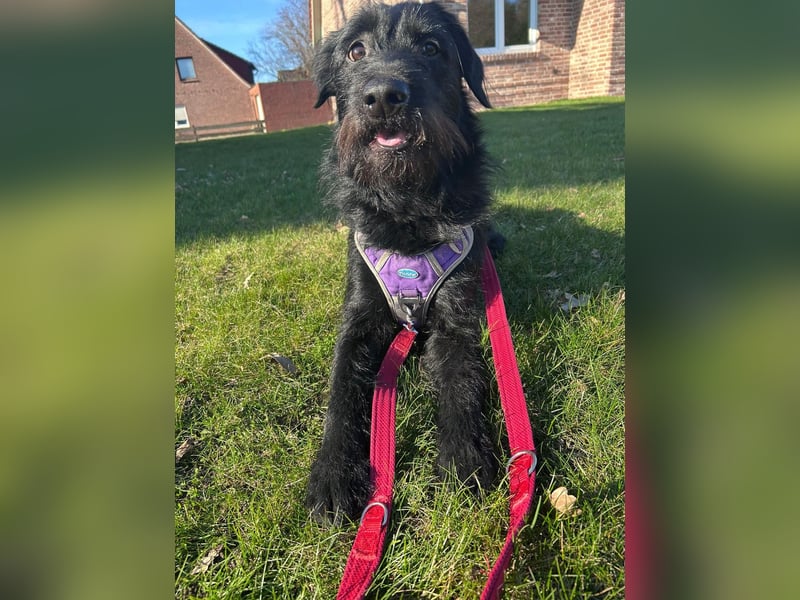 Elly in 21682  - 2,5 Jahre junge Labrador-Schnauzer-Mischlingshündin