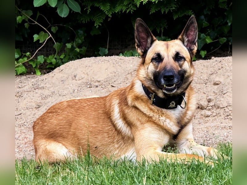 Tyson - Labrador Malinois Mischling