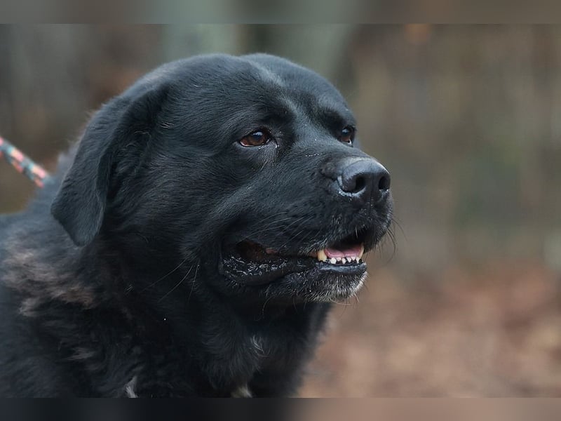 LEO- gelassen und freundlich