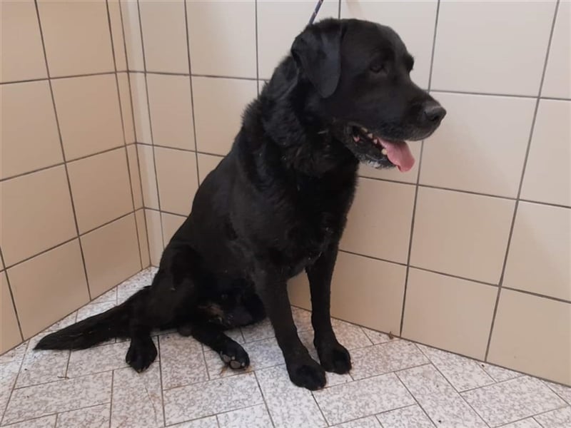 LEO- gelassen und freundlich