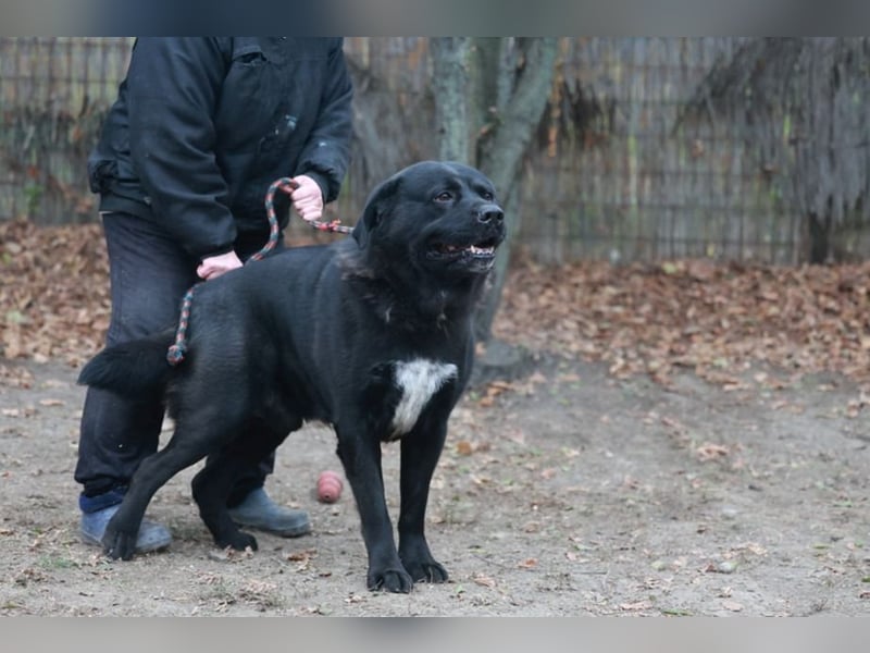 LEO- gelassen und freundlich