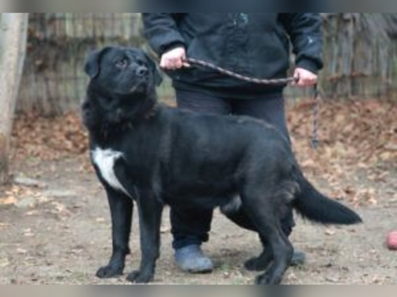 LEO- gelassen und freundlich