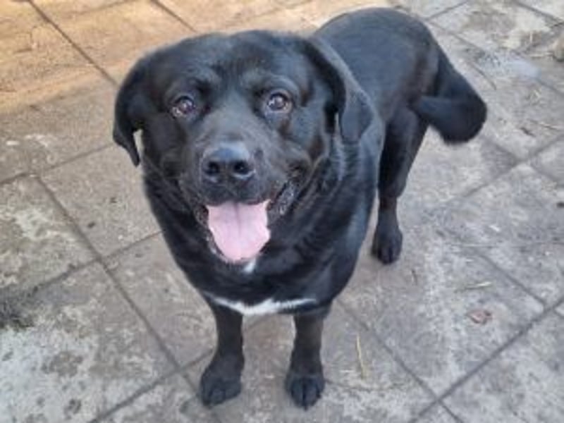 LEO- gelassen und freundlich