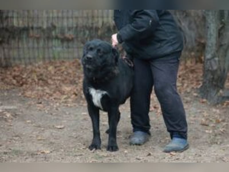 LEO- gelassen und freundlich