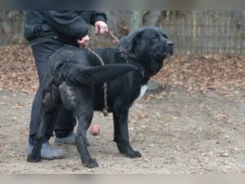 LEO- gelassen und freundlich