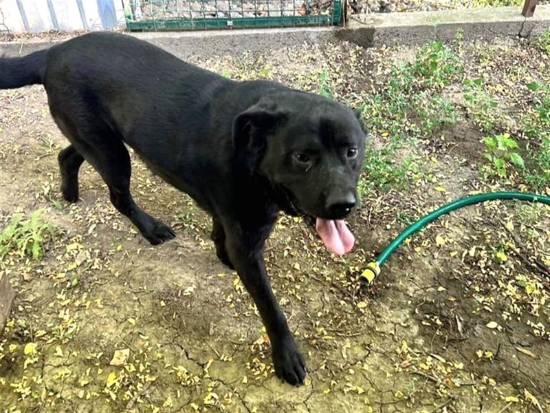 LEO- gelassen und freundlich