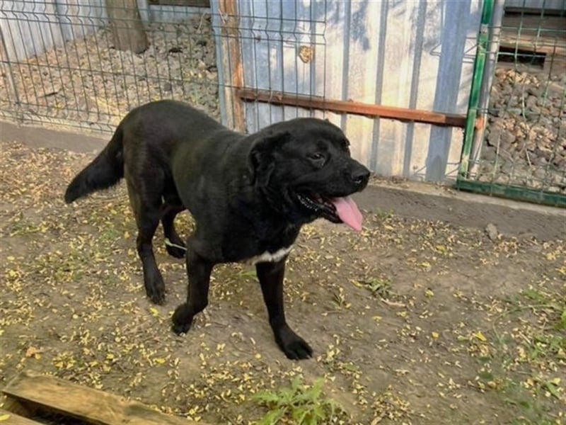 LEO- gelassen und freundlich