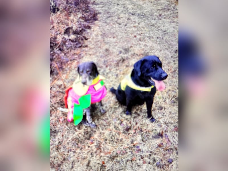  Balu sucht erfahrenes, aktives Zuhause