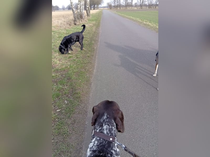  Balu sucht erfahrenes, aktives Zuhause