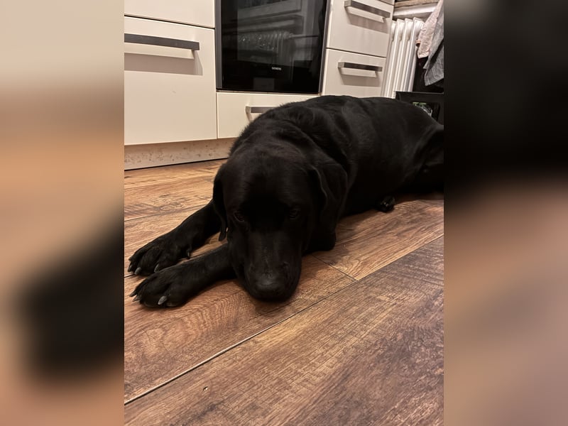  Balu sucht erfahrenes, aktives Zuhause