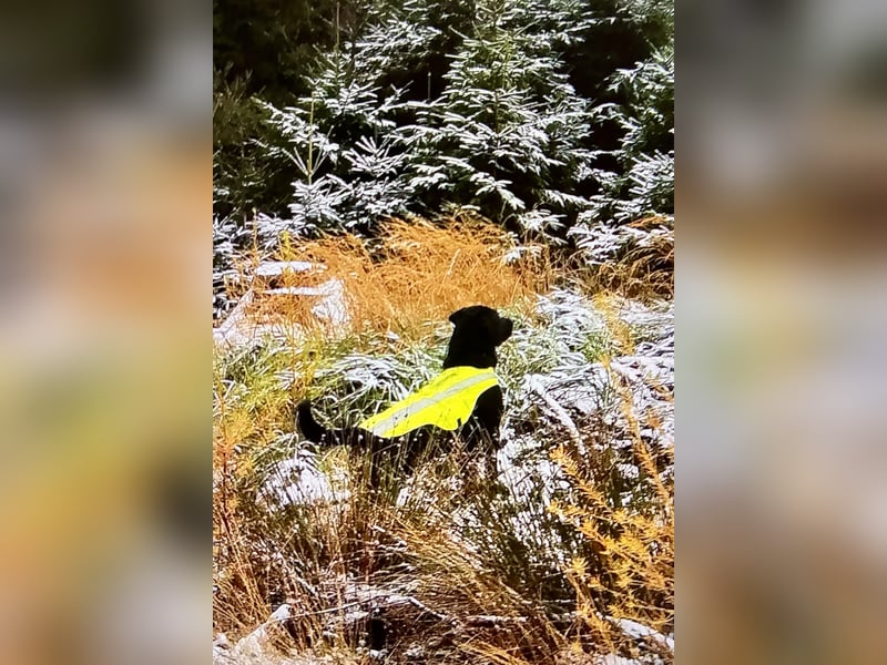  Balu sucht erfahrenes, aktives Zuhause