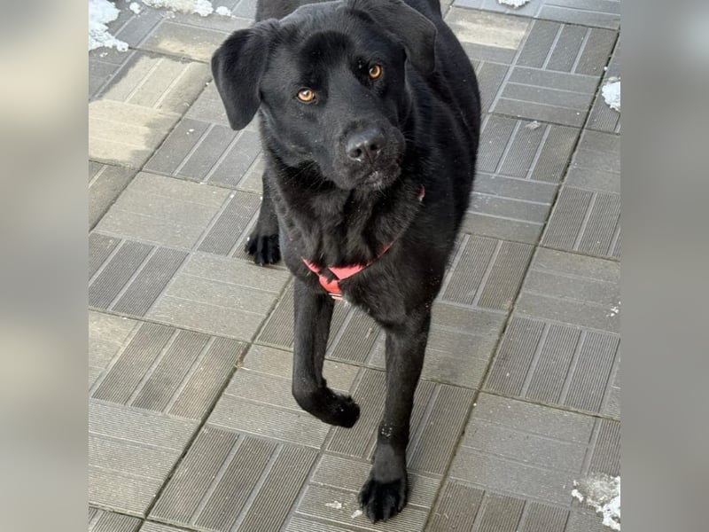 aktiver, verspielter Labrador-Mischling sucht seine Familie