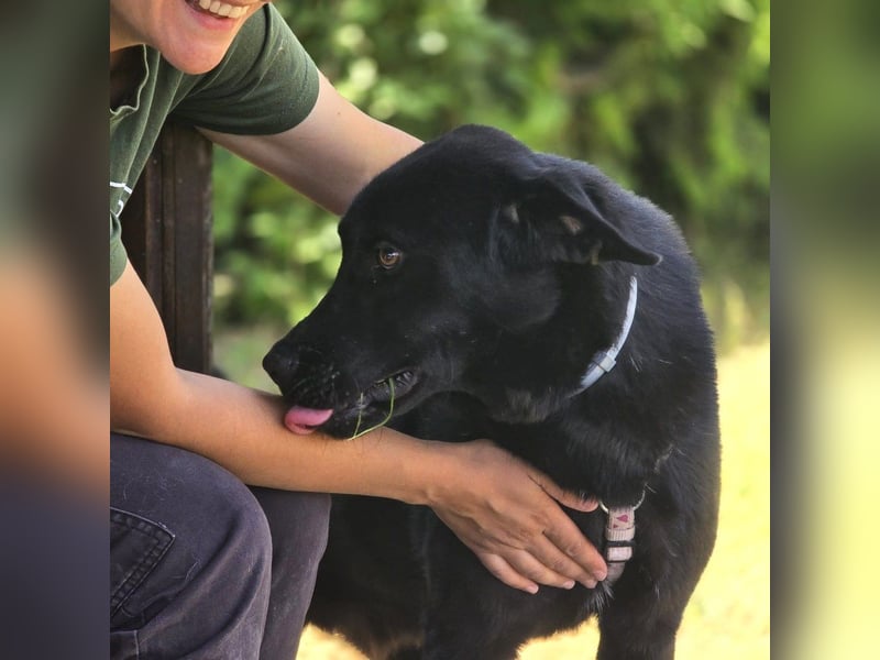 aktiver, verspielter Labrador-Mischling sucht seine Familie