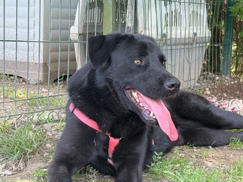aktiver, verspielter Labrador-Mischling sucht seine Familie