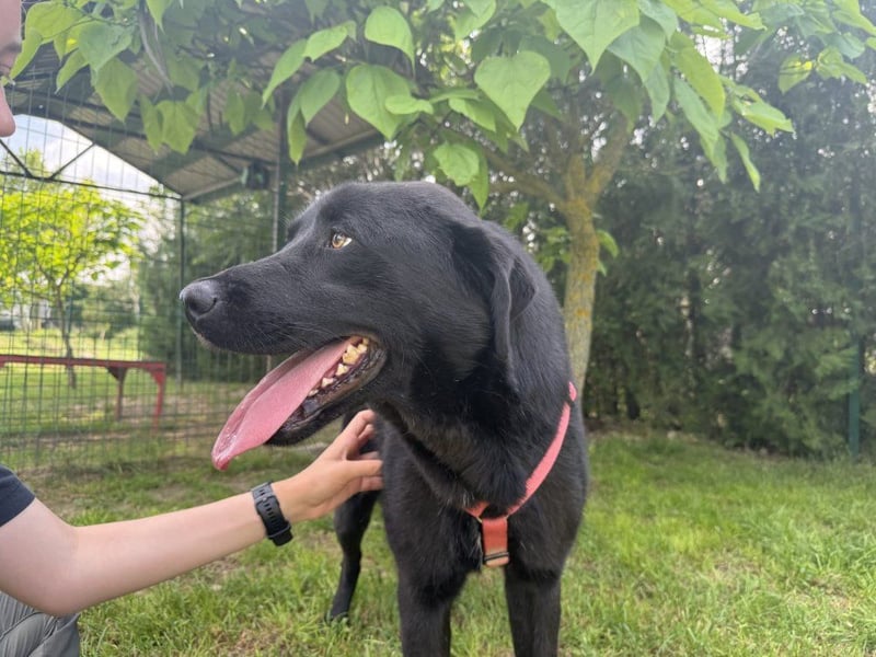 aktiver, verspielter Labrador-Mischling sucht seine Familie