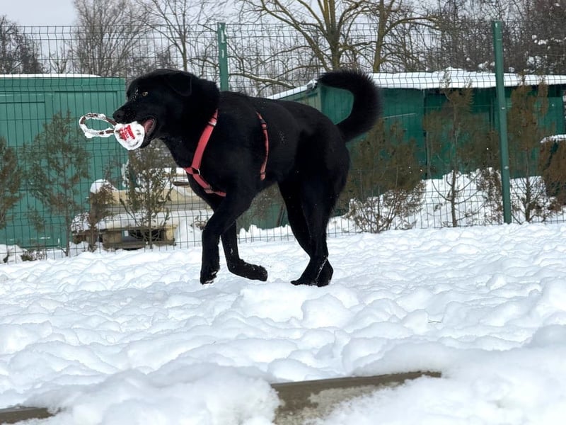 aktiver, verspielter Labrador-Mischling sucht seine Familie