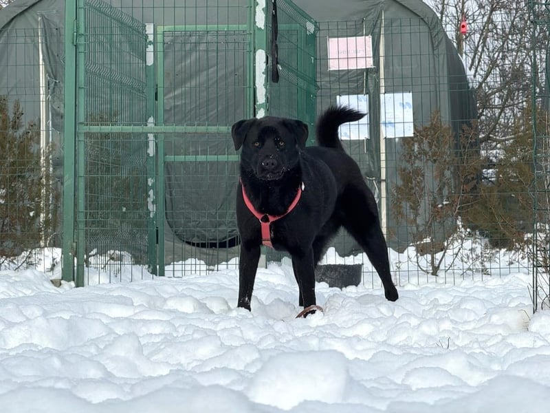 aktiver, verspielter Labrador-Mischling sucht seine Familie
