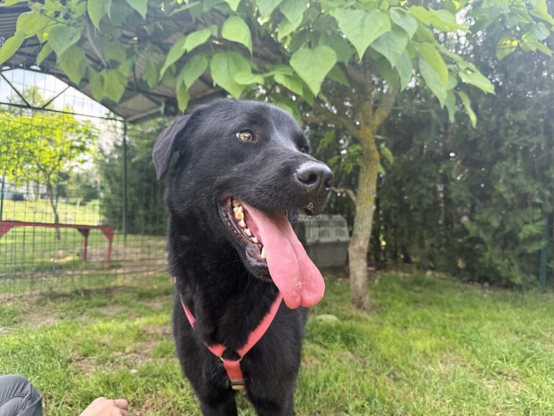 aktiver, verspielter Labrador-Mischling sucht seine Familie