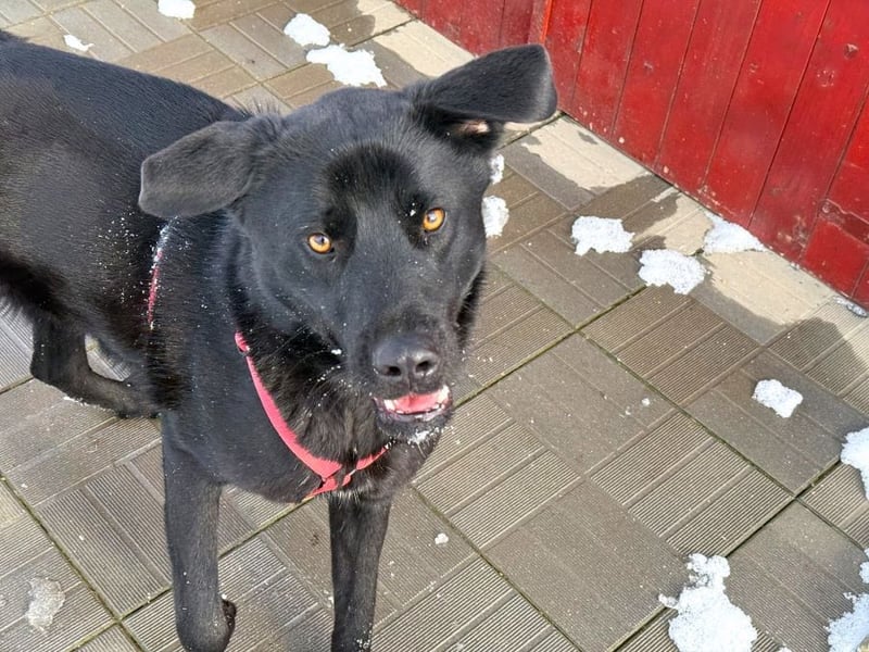 aktiver, verspielter Labrador-Mischling sucht seine Familie