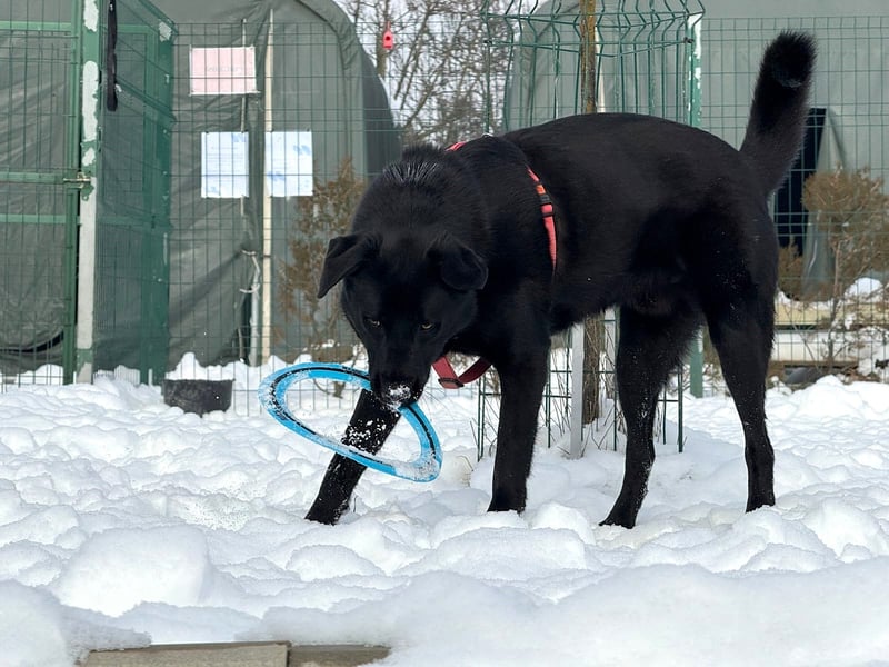 aktiver, verspielter Labrador-Mischling sucht seine Familie