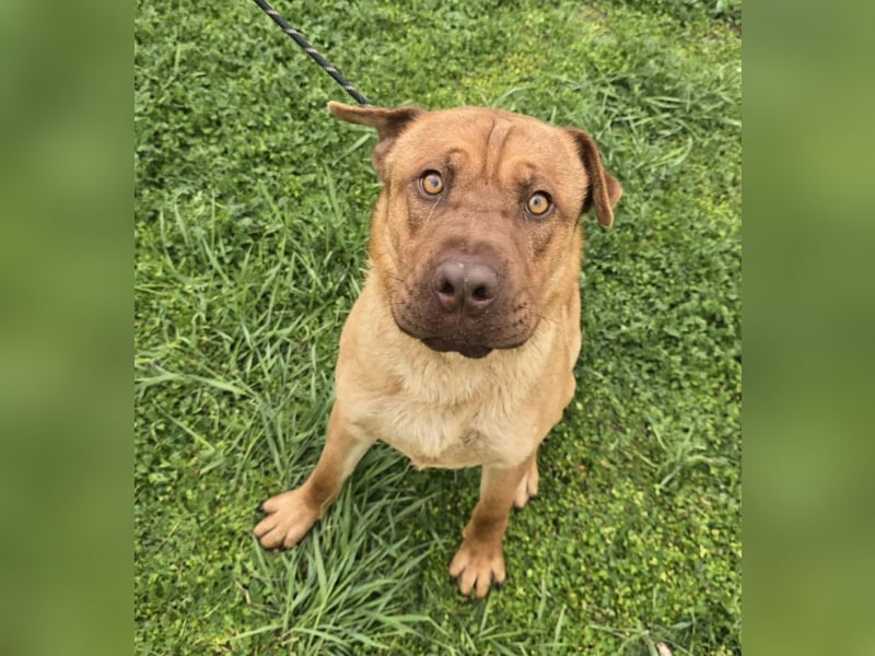 Rusty der Sportliche