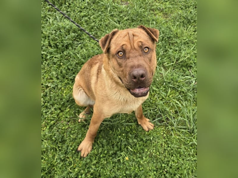 Rusty der Sportliche