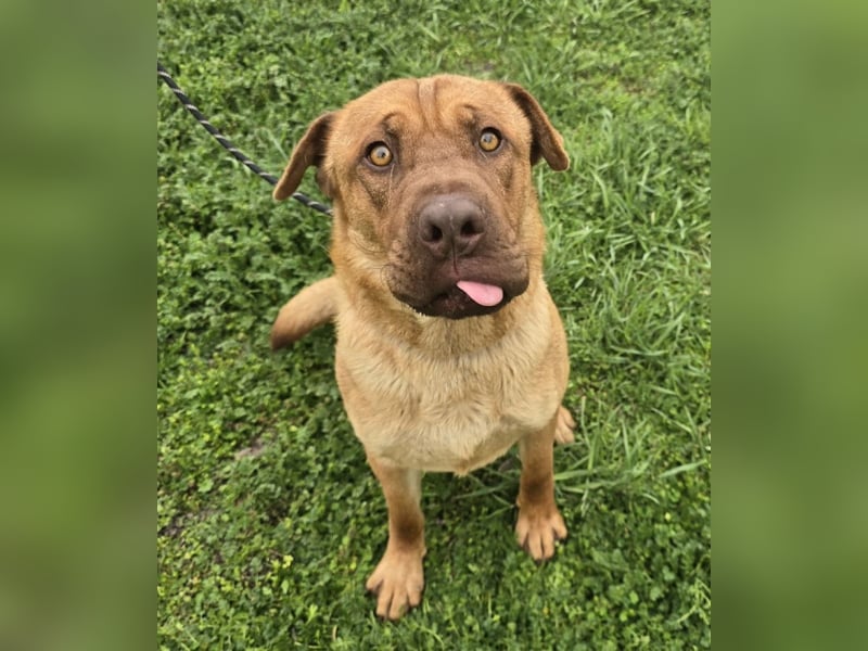 Rusty der Sportliche