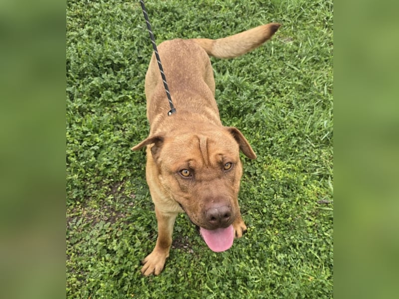 Rusty der Sportliche