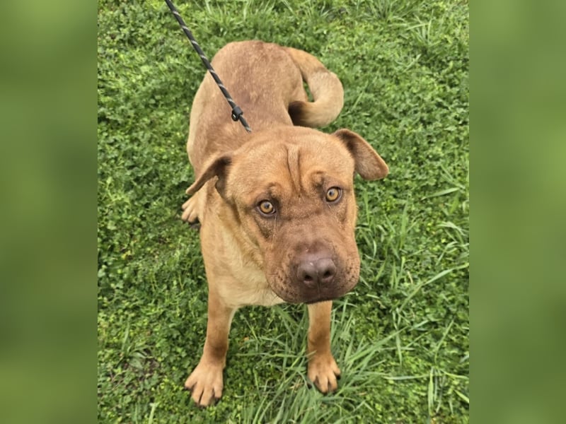 Rusty der Sportliche