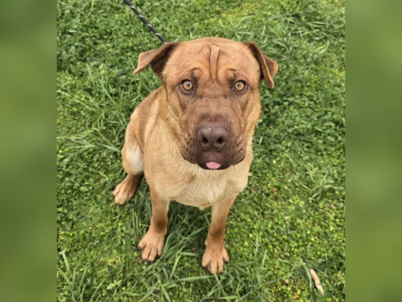 Rusty der Sportliche