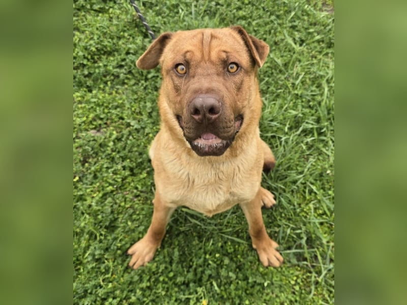 Rusty der Sportliche