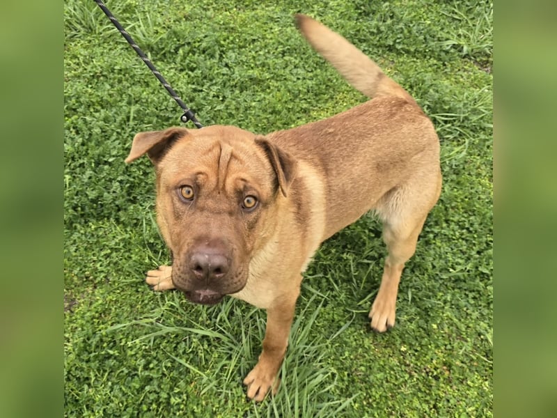 Rusty der Sportliche